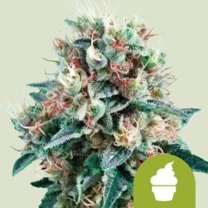 ROYAL CREAMATIC AUTO