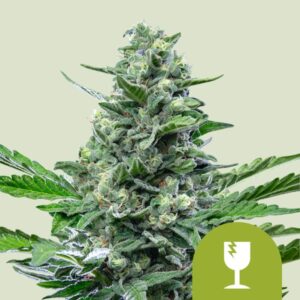 ROYAL CRITICAL