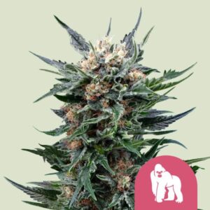 ROYAL GORILLA