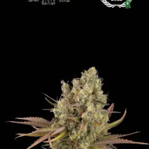 SANTA MARTA AUTO