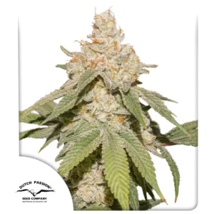 SFV OG
