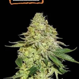 SHERBET