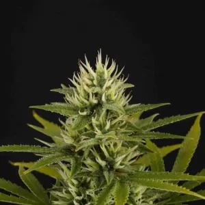 SHERBET AUTO