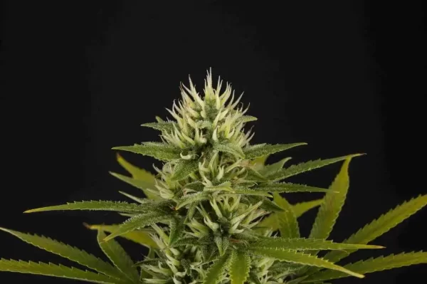 SHERBET AUTO