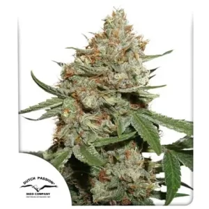SKUNK #11