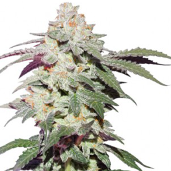 SKYWALKER HAZE