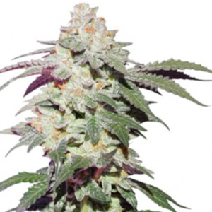 SKYWALKER HAZE AUTO