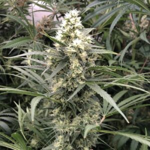 SNOW BUD
