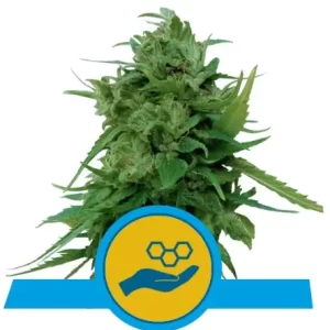 SOLOMATIC CBD