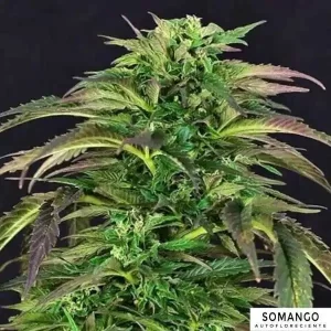 SOMANGO