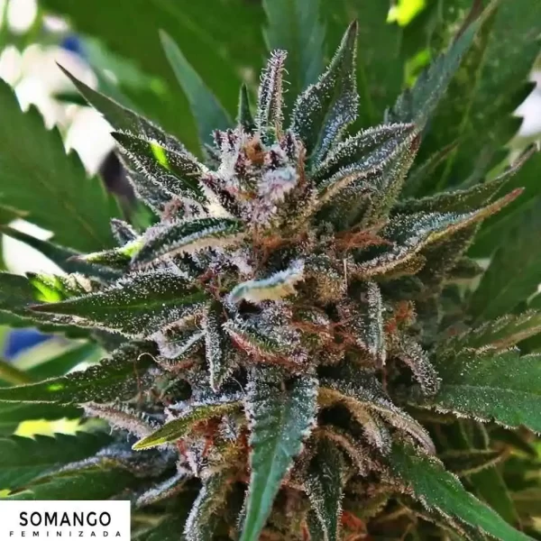 SOMANGO AUTO