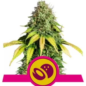 SOMANGO XL