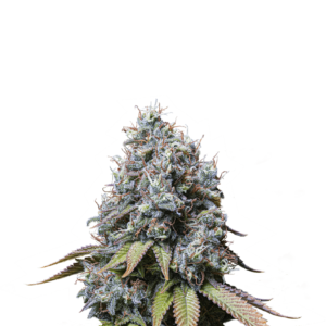 SOUR DIESEL