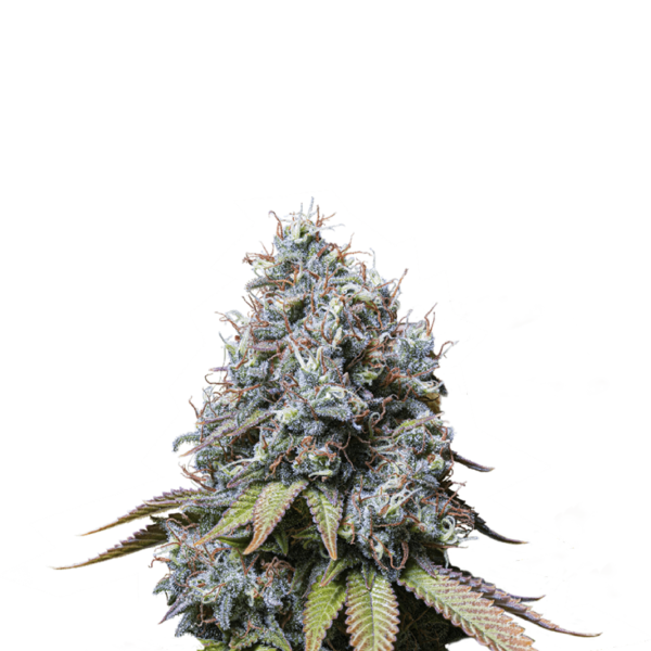 SOUR DIESEL AUTO