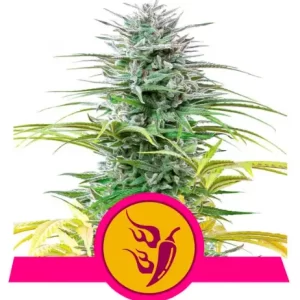SPEEDY CHILE - FAST