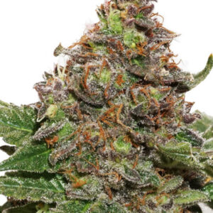 STRAWBERRY COUGH