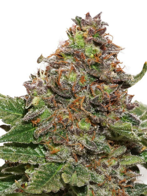 STRAWBERRY COUGH