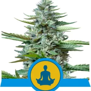 STRESS KILLER AUTOM CBD