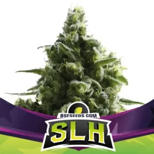 SUPER LEMON HAZE