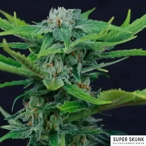 SUPER SKUNK AUTO