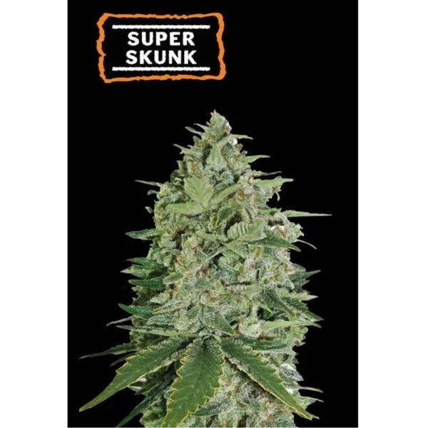 SUPER SKUNK AUTO (SS)
