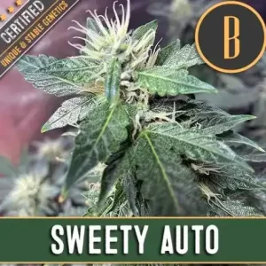SWEETY AUTO