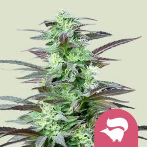 SKUNK XL