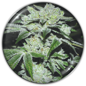 SOUR GLUE