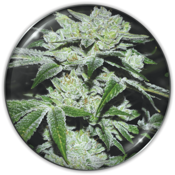 SOUR GLUE