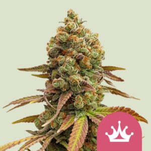 SPECIAL QUEEN #1