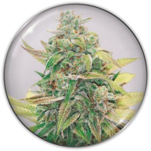 STRAWBERRY CAKE CBD