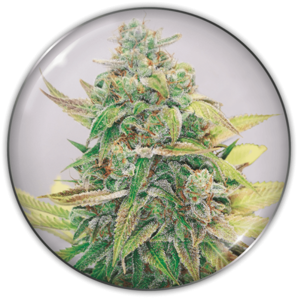 STRAWBERRY CAKE CBD