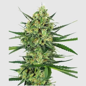 TANGERINE SUGAR