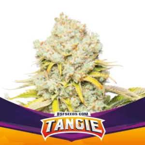 TANGIE