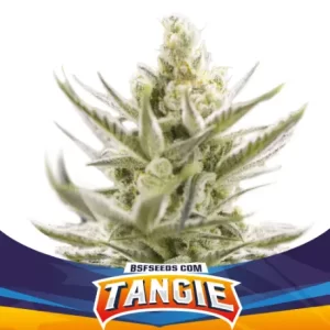 TANGIE XXL