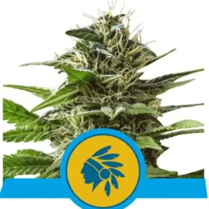 TATANKA PURE CBD