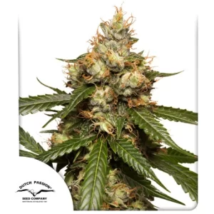 THC-VICTORY