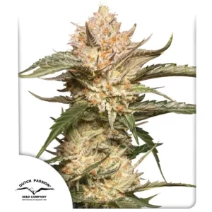 TRICHOME & CREAM