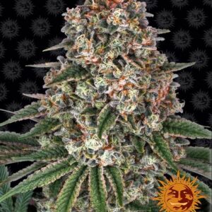 TROPICANNA BANANA