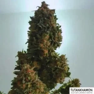 TUTANKHAMON