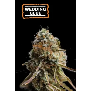 WEDDING GLUE AUTO