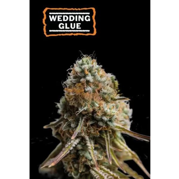 WEDDING GLUE AUTO
