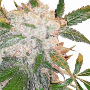 WHITE WIDOW