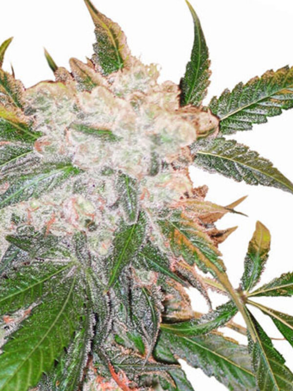 WHITE WIDOW