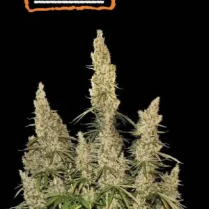 WHITE WIDOW (STOCKERS)