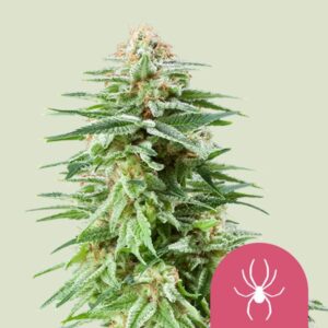 WHITE WIDOW
