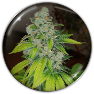 ZKITTLEZ