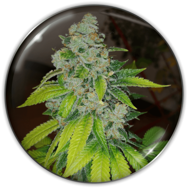 ZKITTLEZ