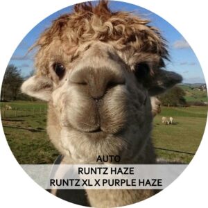 RUNTZ HAZE