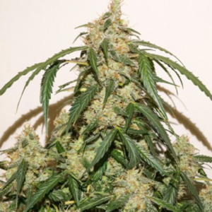 BANANA BLAZE AUTO